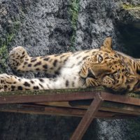 Дальневосточный леопард :: <<< Наташа >>> Дальневосточный леопард :: <<< Наташа >>>