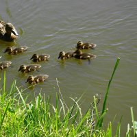 Утиный выводок :: Рита Симонова