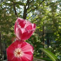 *** :: Валентина Береснева *** :: Валентина Береснева