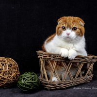 ... :: Светлана Ищенко
