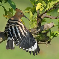 *** :: Людмил@ ... *** :: Людмил@ ...