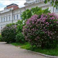 Цветёт сирень душистая :: Студия фотографии Цветёт сирень душистая :: Студия фотографии
