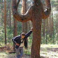 Сосны такие бывают. :: Николай ntv