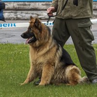 Фото с выставки :: Светлана Ищенко