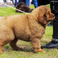 Фото с выставки :: Светлана Ищенко