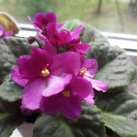 Моя фиалка :: Елена Семигина