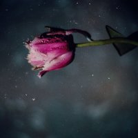 Я видел мартовских тюльпанов красоту. :: Анатолий Щербак