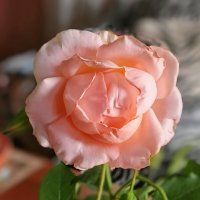 Роза. :: Михаил Столяров