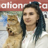 Фото с выставки кошек :: Светлана Ищенко