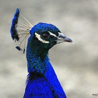 ухоженная головка :: Олег Лукьянов