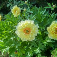 цветущий сад :: Galina 