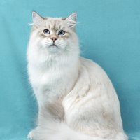Фото с выставки :: Светлана Ищенко