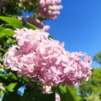 Сирень :: Сапсан 