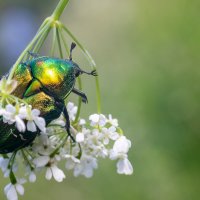 Cetonia aurata :: Владимир Лазарев