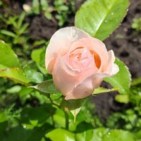 Розочка :: Елена Семигина