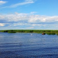 Одинокий лебедь... :: Лия ☼