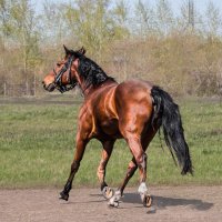 Конь :: SanSan 