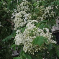 цветение рябины :: Елена Шаламова