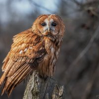 Рыжик :: Александр К.