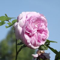 Роза :: Freddy 97