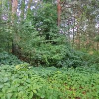 Зелёный шум :: Александр Винников