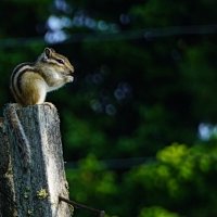 Из фотосессии с бурундуками :: Галина Кан