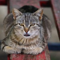 Тяжела кошачья доля :: Олег Кабанец