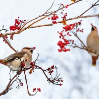 Свиристель :: SanSan 