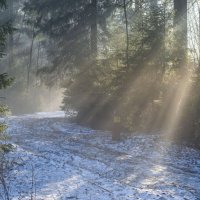 Солнечно....... :: Юрий Цыплятников