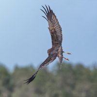 болотный лунь самка. :: юрий макаров болотный лунь самка. :: юрий макаров