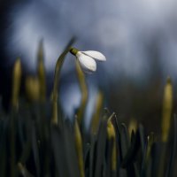 Про мартовские подснежники. :: Анатолий Щербак
