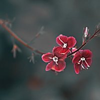 Цветок :: евгений 