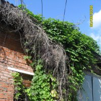 Заросшее окно :: fogmeadowww m