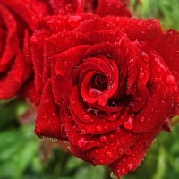После дождя :: Мариша Тим После дождя :: Мариша Тим
