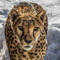 Гепард :: SanSan 