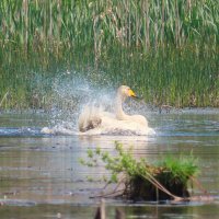 Водные процедуры :: Ольга Митрофанова Водные процедуры :: Ольга Митрофанова