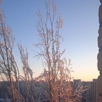 утро :: Елена Шаламова