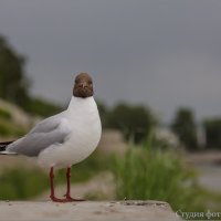 Портрет чайки :: Студия фотографии Портрет чайки :: Студия фотографии