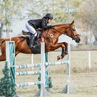 Конкур :: SanSan 