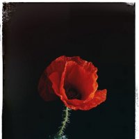Дарованный мне дремлющим Морфеем. :: Анатолий Щербак Дарованный мне дремлющим Морфеем. :: Анатолий Щербак