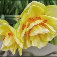 Нарциссы махровые. :: Лилия *