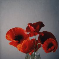 Как маки однажды стояли на кухне. :: Анатолий Щербак
