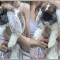 Рафаэль :: Татьяна Машошина