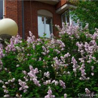 Цветёт под окнами сирень :: Студия фотографии Цветёт под окнами сирень :: Студия фотографии