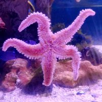Морская звезда :: Любовь Сахарова Морская звезда :: Любовь Сахарова