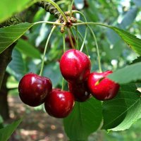 ..Вы никогда не держали в ладошкеКрасное солнце на тоненькой ножке?. :: Галина ..Вы никогда не держали в ладошкеКрасное солнце на тоненькой ножке?. :: Галина