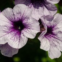 Про цветы... :: Николай Гирш Про цветы... :: Николай Гирш