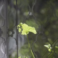 Герань :: Олег Герань :: Олег