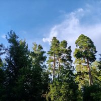 Природа в парке :: Елена Сухорученкова