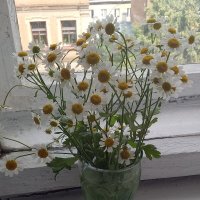 Ромашки :: Светлана Калмыкова Ромашки :: Светлана Калмыкова